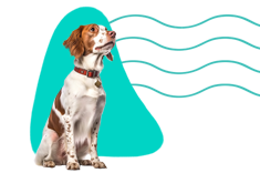 Bretaňský španěl