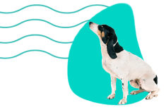 Bernský salašnický pes