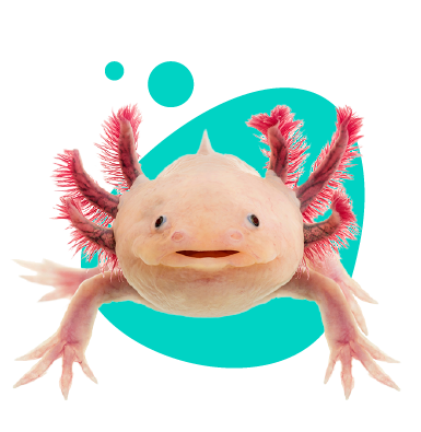 Axolotl mexický (Ambystoma mexicanum) - veškeré informace a popis druhu