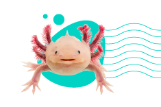 Axolotl mexický (Ambystoma mexicanum) - veškeré informace a popis druhu