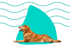 Hovawart