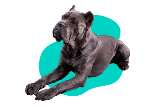 Italský cane corso