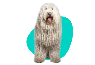 Komondor (maďarský ovčák)