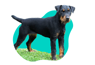 Německý lovecký teriér