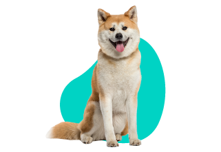 Akita