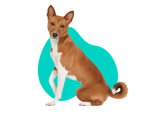 Basenji