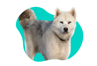 Kanadský eskymácký pes