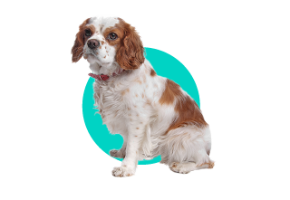 Kavalír King Charles španěl 