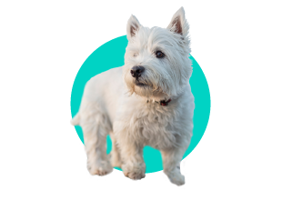 West Highland White Terrier 