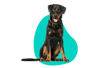 Francouzský ovčák Beauceron
