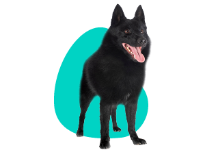Schipperke