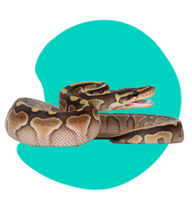 Krajta královská: druhy, požadavky, terárium