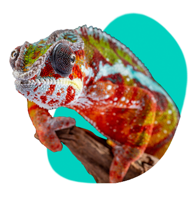 Chameleon pardálí: charakteristika, terárium, požadavky