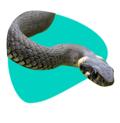 Hadi v Česku: které druhy se u nás vyskytují?