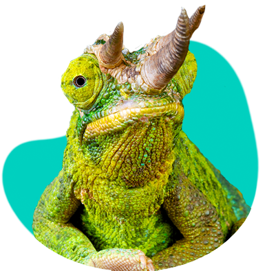 Chameleon Jacksonův: charakteristiky, terárium, požadavky