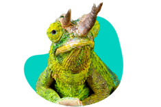 Chameleon Jacksonův: charakteristiky, terárium, požadavky