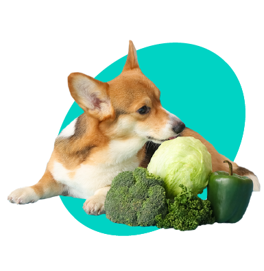 Pes vegetarián: může pes nejíst maso?