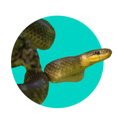 Užovka stromová - veškeré informace a popis druhu 