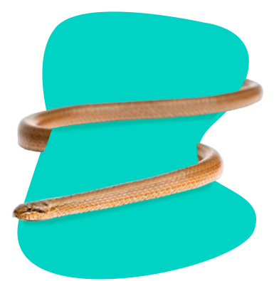 Užovka hladká: všechny informace a popis druhu