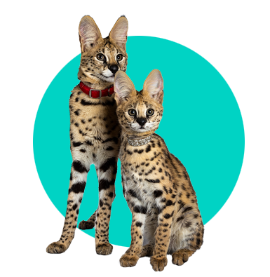 Serval: popis druhu a veškeré informace