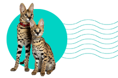 Serval: popis druhu a veškeré informace