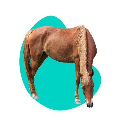 Malopolský kůň: popis druhu a veškeré informace  