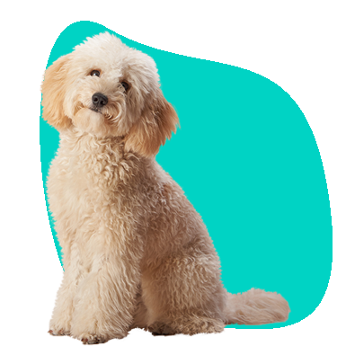 Maltipoo: všechny informace a popis křížence plemene