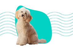 Maltipoo: všechny informace a popis křížence plemene