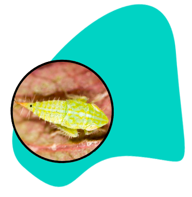 Domácí prostředky proti mšicím: nejúčinnější způsoby boje proti mšicím