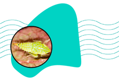 Domácí prostředky proti mšicím: nejúčinnější způsoby boje proti mšicím