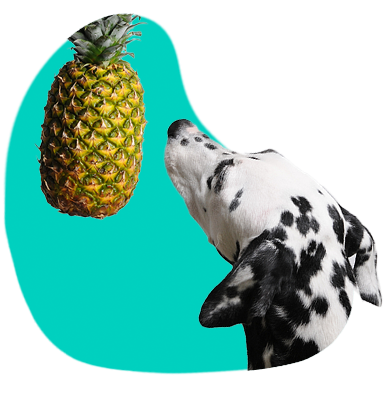 Může pes jíst ananas? Vysvětlujeme! 