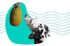 Může pes jíst ananas? Vysvětlujeme! 
