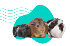 Jak ochočit morče? Rady krok za krokem 