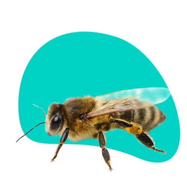 Boj proti moru včelího plodu: ochrana včel před morem včelího plodu