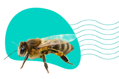 Boj proti moru včelího plodu: ochrana včel před morem včelího plodu