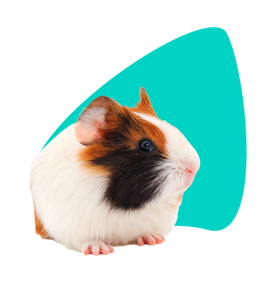 Jak dlouho žije morče? Odpovídáme!