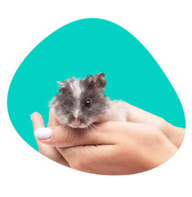 Jak pojmenovat křečka? Inspirace a vtipná jména pro vašeho domácího mazlíčka