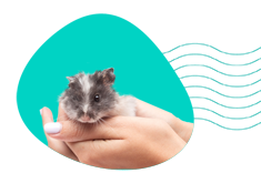 Jak pojmenovat křečka? Inspirace a vtipná jména pro vašeho domácího mazlíčka