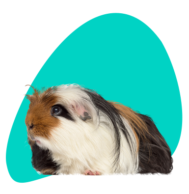 Nejlepší jména pro morčata: najděte ideální jméno pro svého domácího mazlíčka