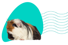 Nejlepší jména pro morčata: najděte ideální jméno pro svého domácího mazlíčka