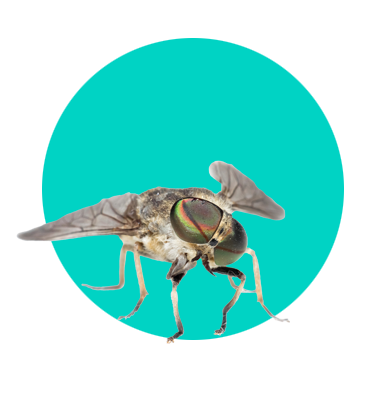 Účinné způsoby, jak odpudit bzikavku dešťovou (hovado) a zmírnit následky kousnutí