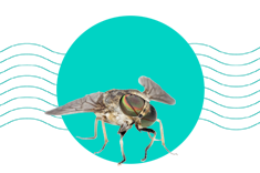 Účinné způsoby, jak odpudit bzikavku dešťovou (hovado) a zmírnit následky kousnutí