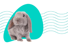 Péče o zakrslého králíka: délka života králíka