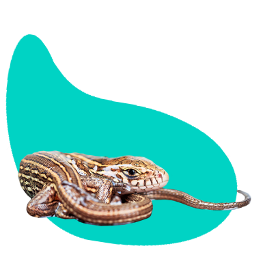 Jak správně krmit chovné ještěrky?