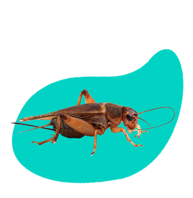 Chov cvrčka domácího: Acheta Domesticus jako potrava pro exotická zvířata