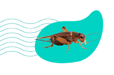 Chov cvrčka domácího: Acheta Domesticus jako potrava pro exotická zvířata