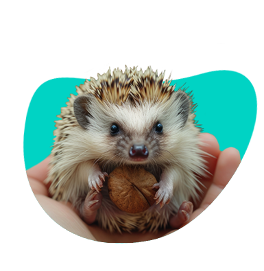 Ježek bělobřichý (africký trpasličí ježek): charakteristika druhu a popis chovu