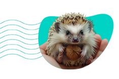 Ježek bělobřichý (africký trpasličí ježek): charakteristika druhu a popis chovu