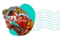 Chameleon pardálí: charakteristika, terárium, požadavky