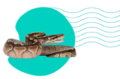 Krajta královská: druhy, požadavky, terárium